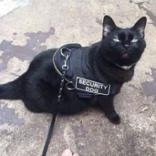 MugenCat